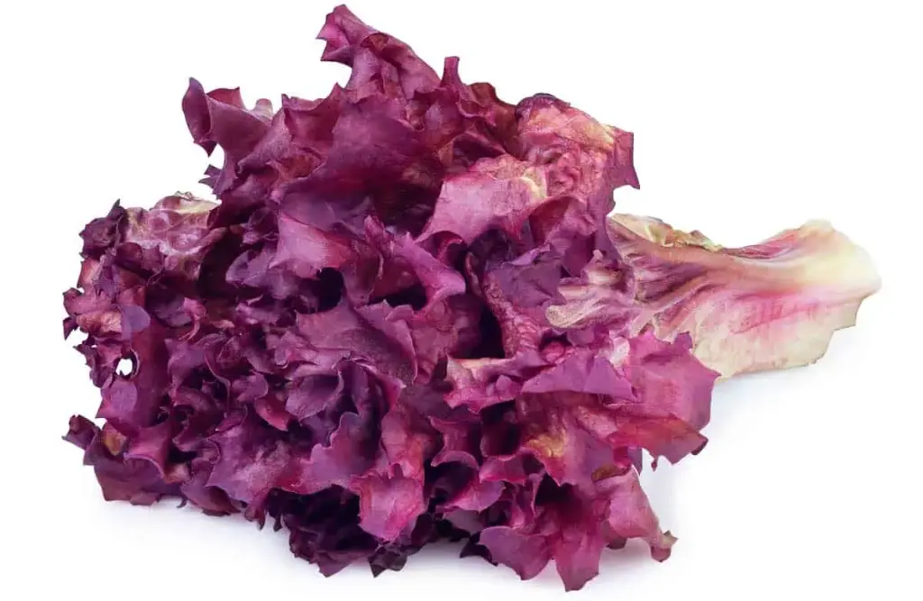 Lechuga Morada