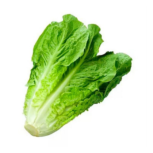 Lechuga Criolla