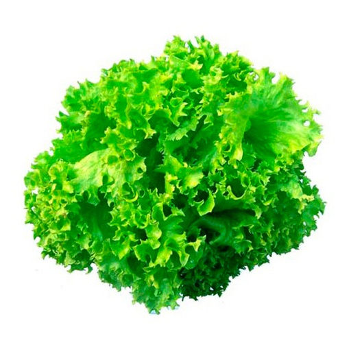 Lechuga Crespa