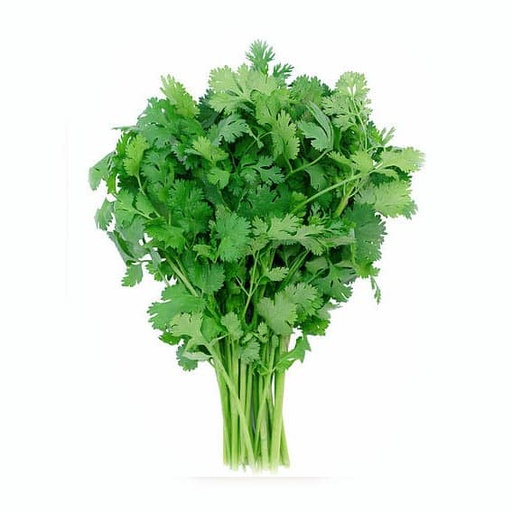 Cilantro