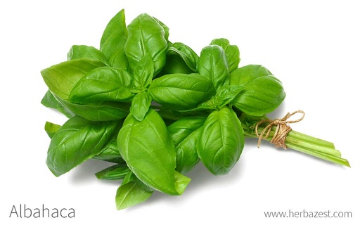 Albahaca