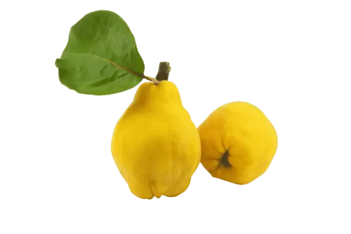 Membrillo